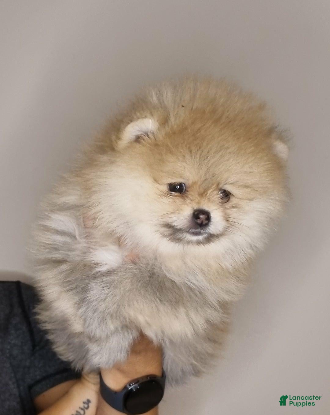 Pomeranian dogs for sale: Sofia - Ad 21