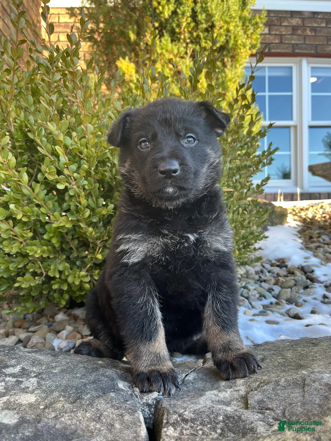 German Shepherd dogs for sale: Opal - Ad 2