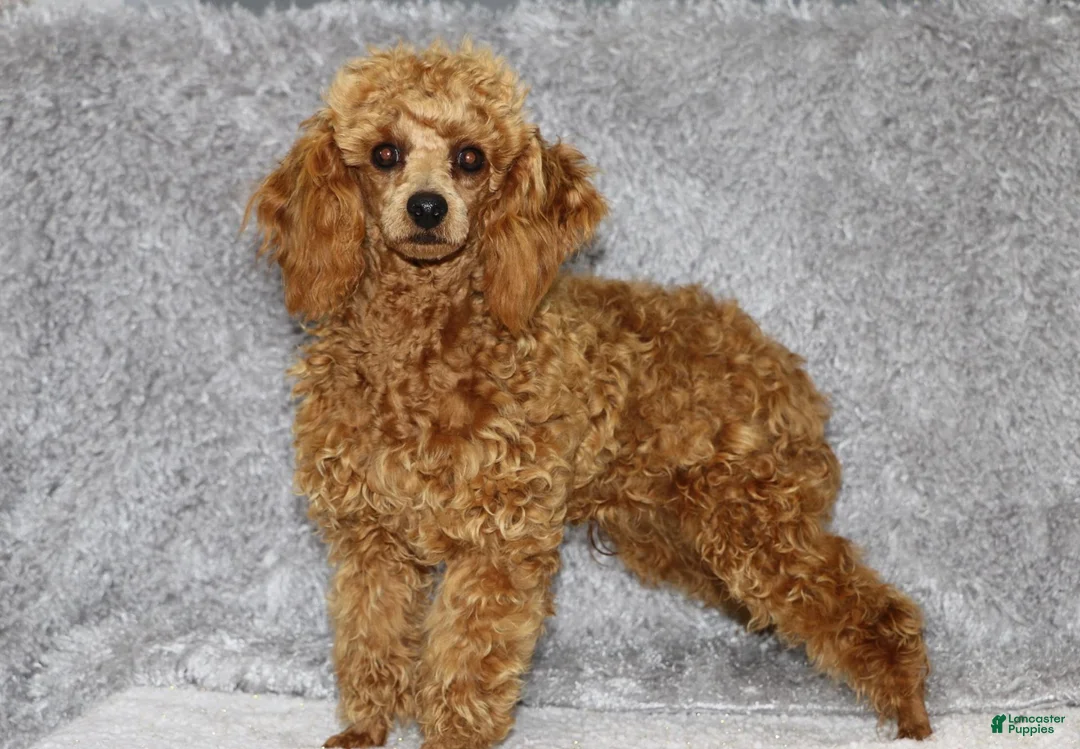 Shihpoo dogs for sale: Dark Chocolate - Ad 7