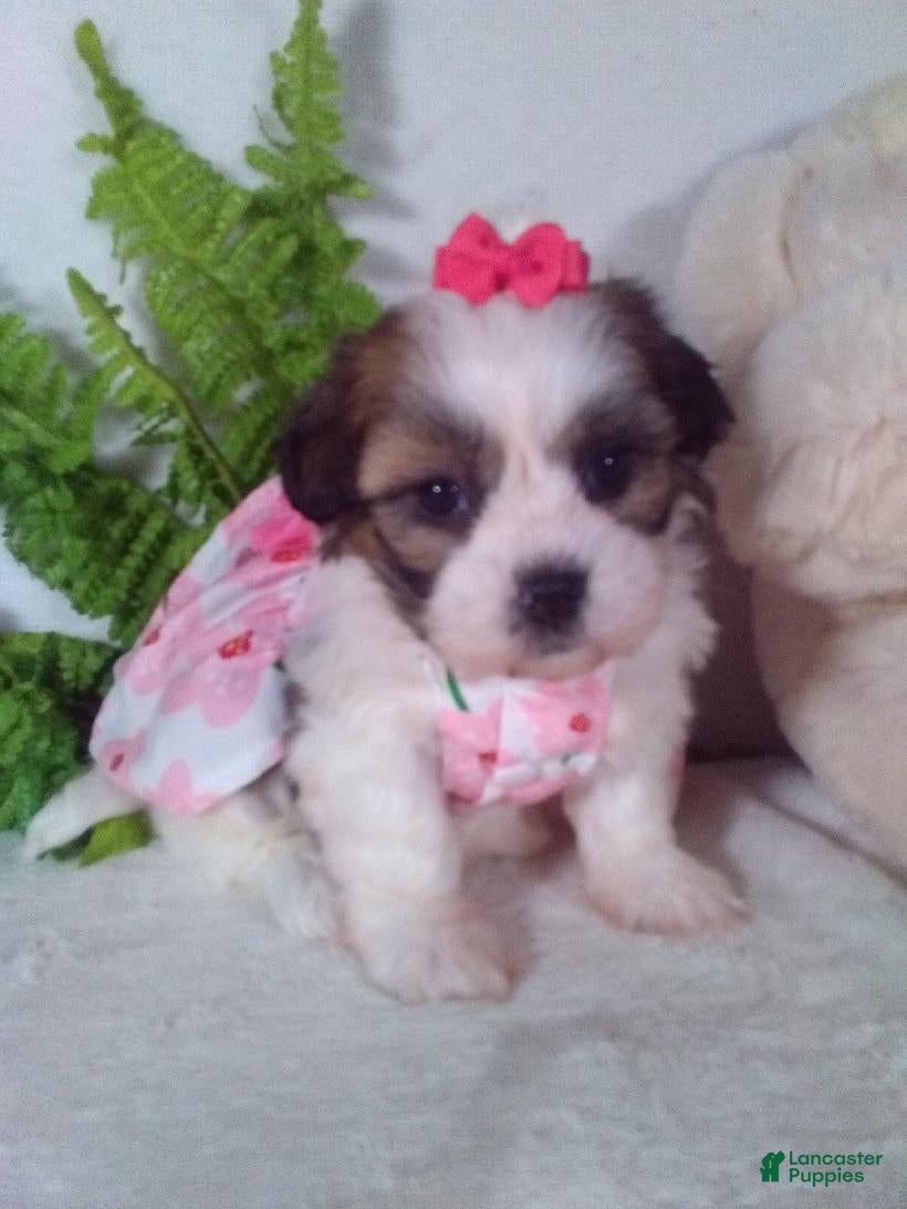 Teddy Bear dogs Claire - Ad 2