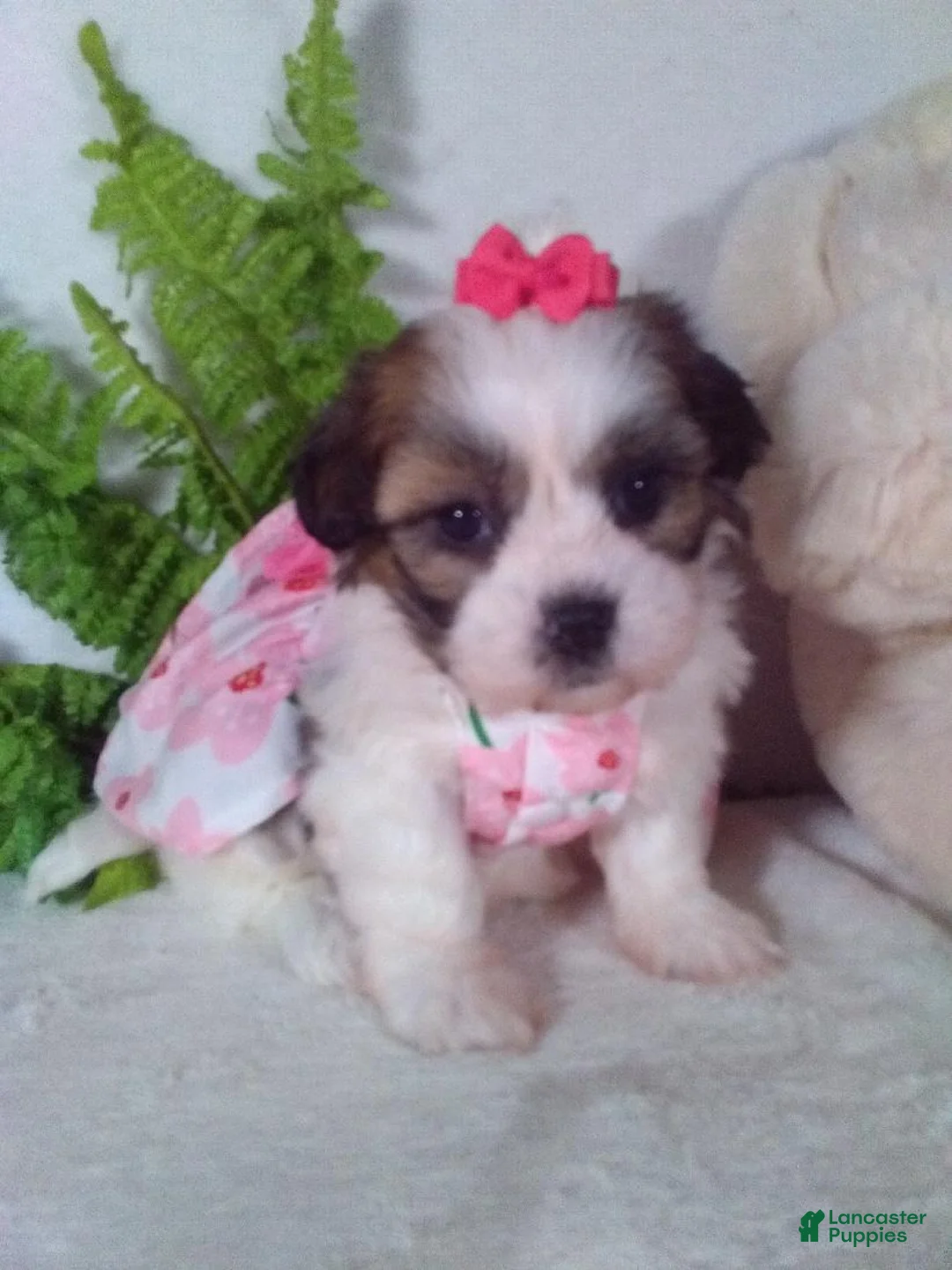 Teddy Bear dogs for sale: Claire - Ad 2