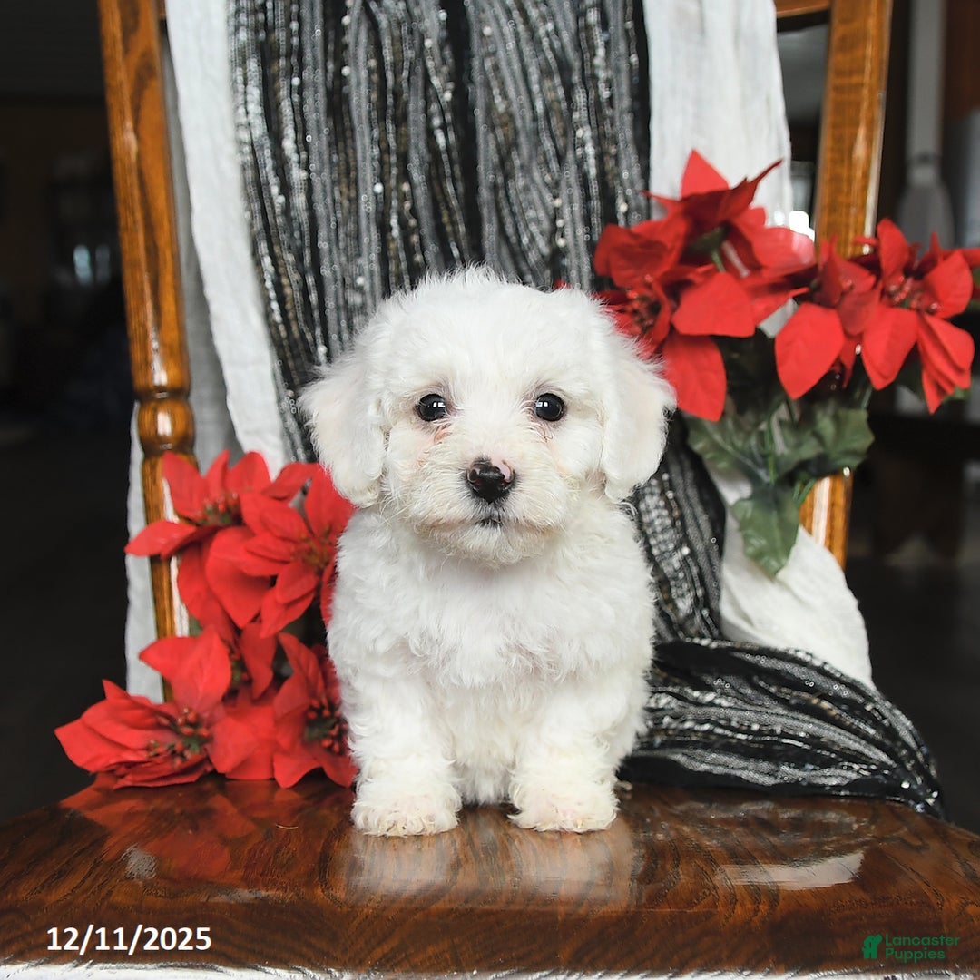 Bichon Frise dogs for sale: Denver - Ad 2