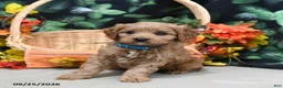 Cavapoo dogs for sale: Prince   - Ad 4