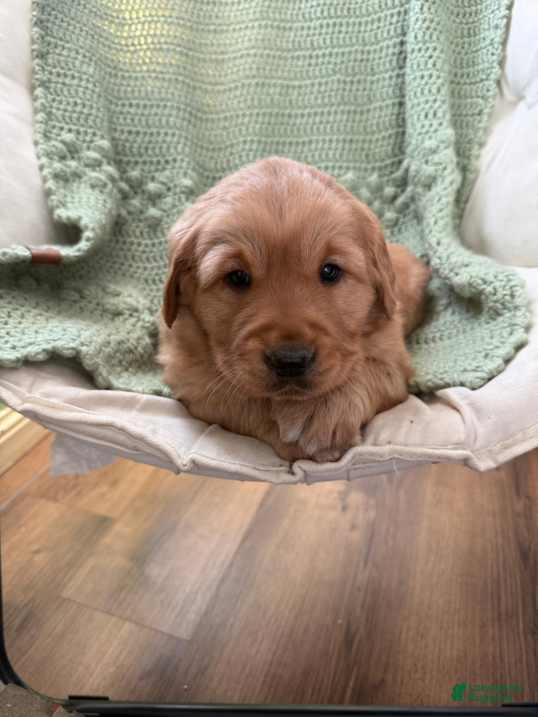 Golden Retriever dogs for sale: Sunny - Ad 6