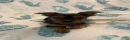 Yorkshire Terrier dogs for sale: Yorkshire Terrier 2 - Ad 2