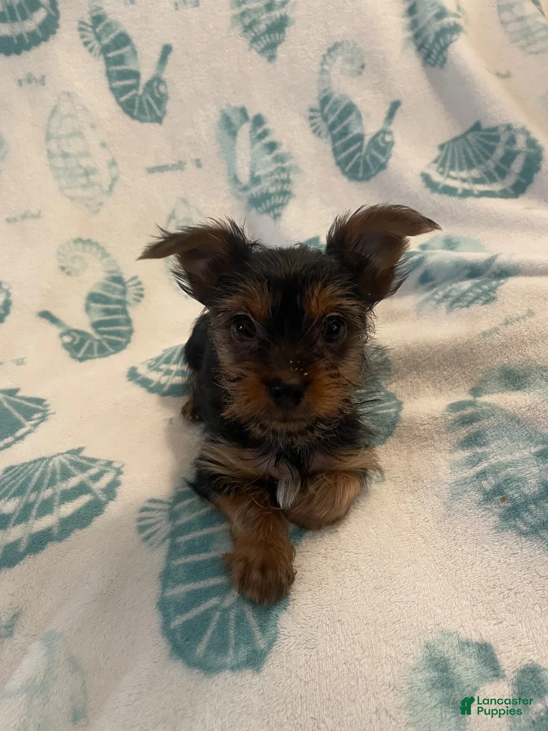Yorkshire Terrier dogs for sale: Yorkshire Terrier 2 - Ad 2