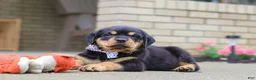 Rottweiler dogs for sale: Duke - Ad 6