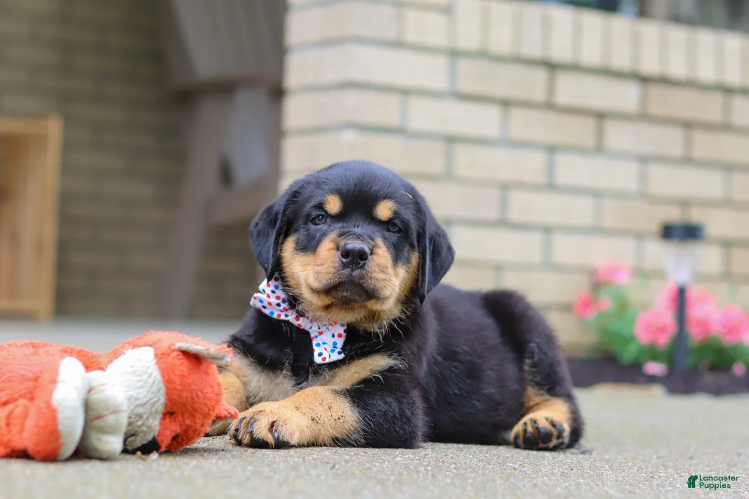 Rottweiler dogs for sale: Duke - Ad 6