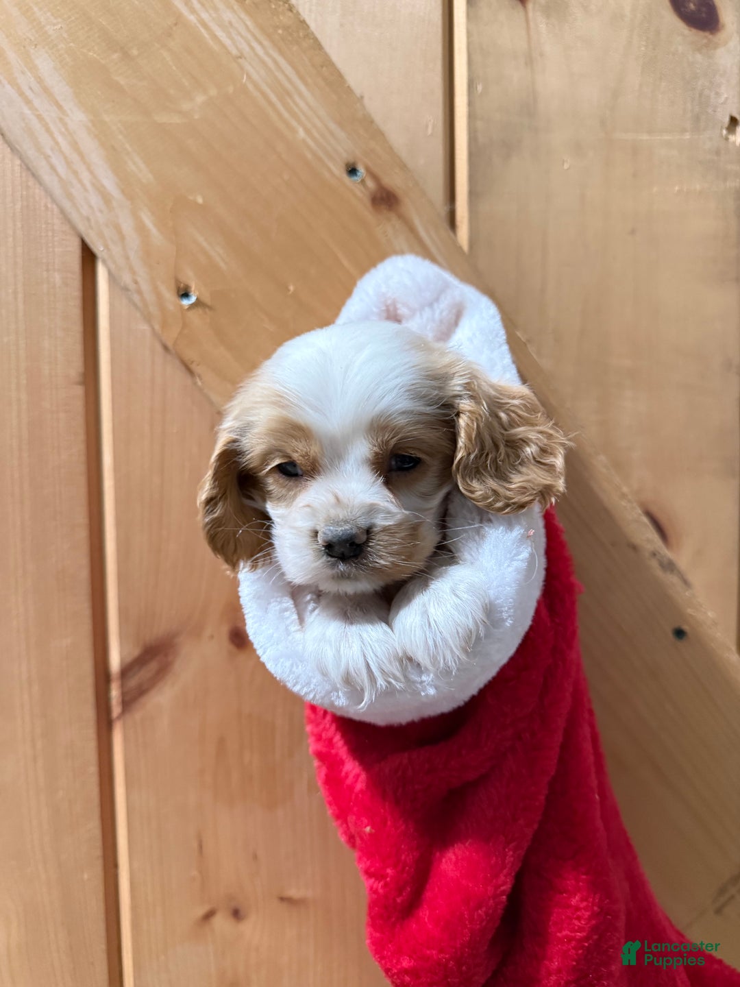 Cocker Spaniel dogs for sale: Dewey - Ad 3