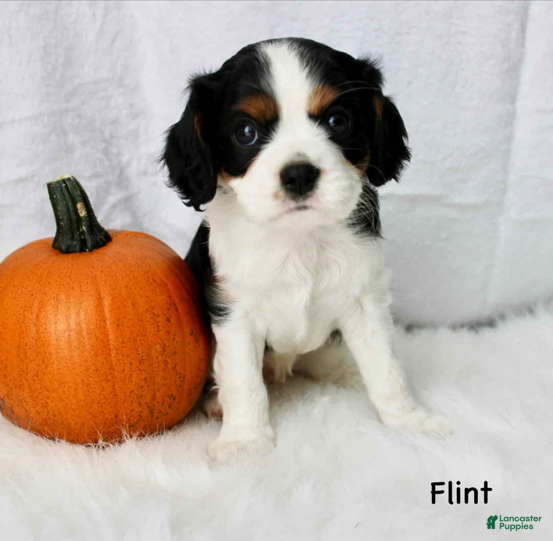 Cavalier King Charles Spaniel dogs for sale: Flint - Ad 2
