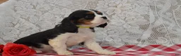 Cavalier King Charles Spaniel dogs for sale: Douglas - Ad 3