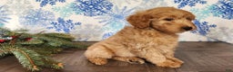 Mini Goldendoodle dogs for sale: Reno - Ad 4