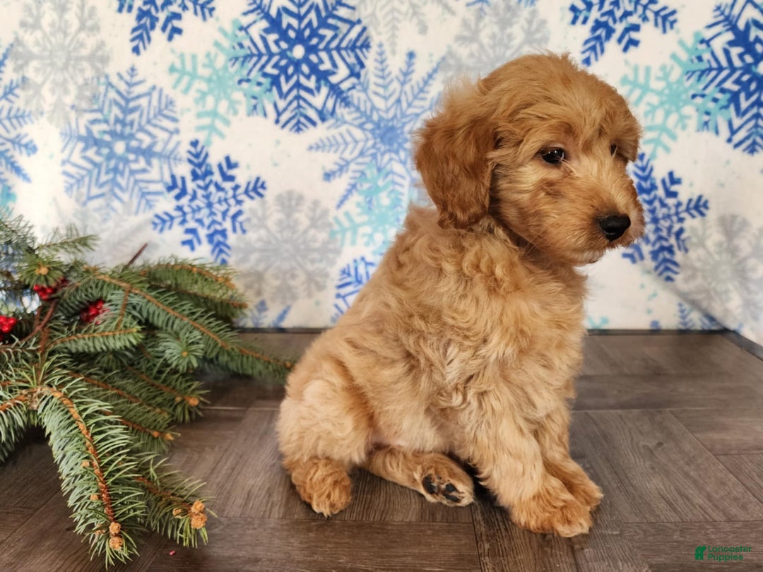 Mini Goldendoodle dogs for sale: Reno - Ad 4