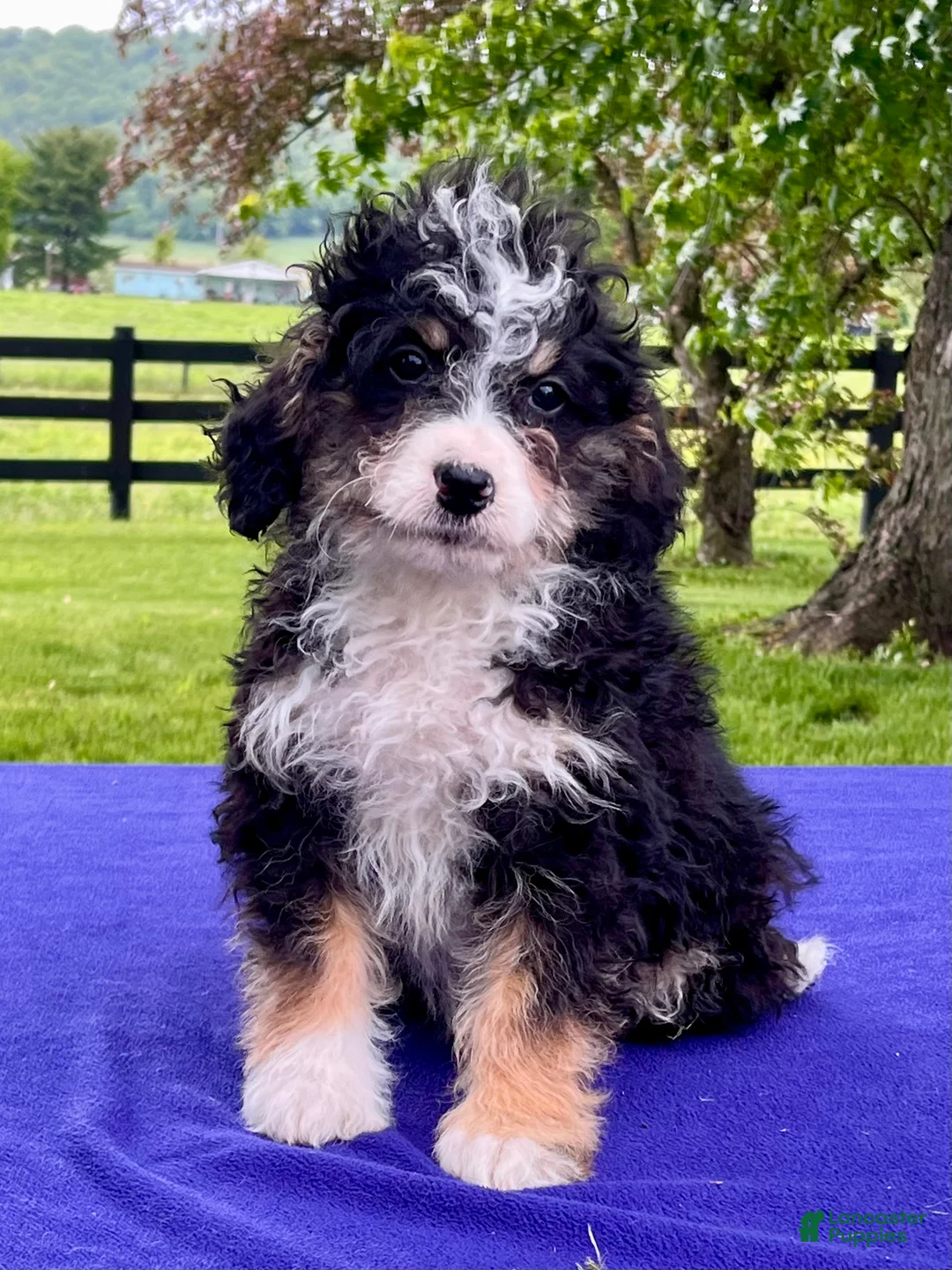 Bernedoodle dogs for sale: Nadia - Ad 1