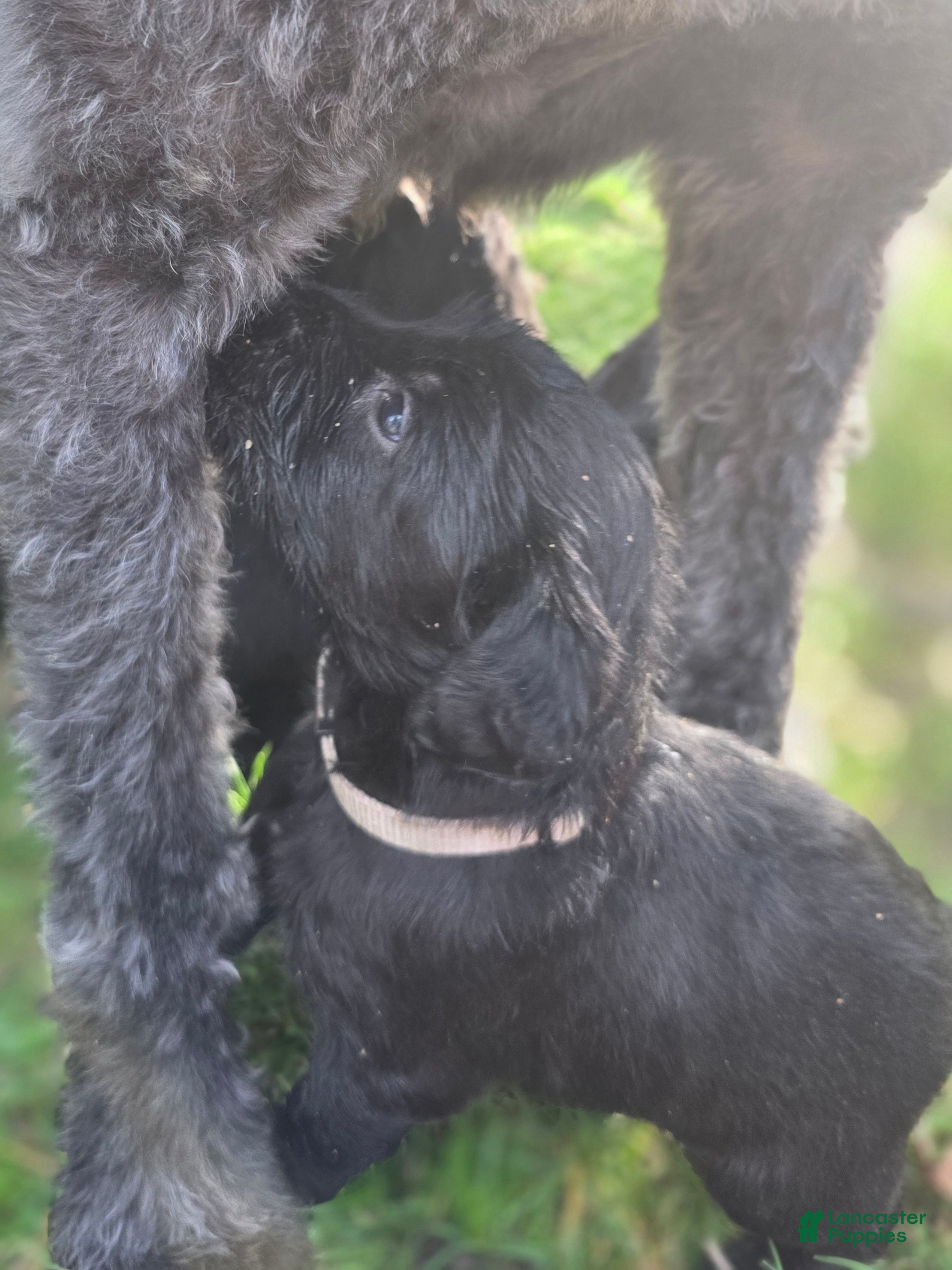 Labradoodle dogs Lady (gray Collar) - Ad 1