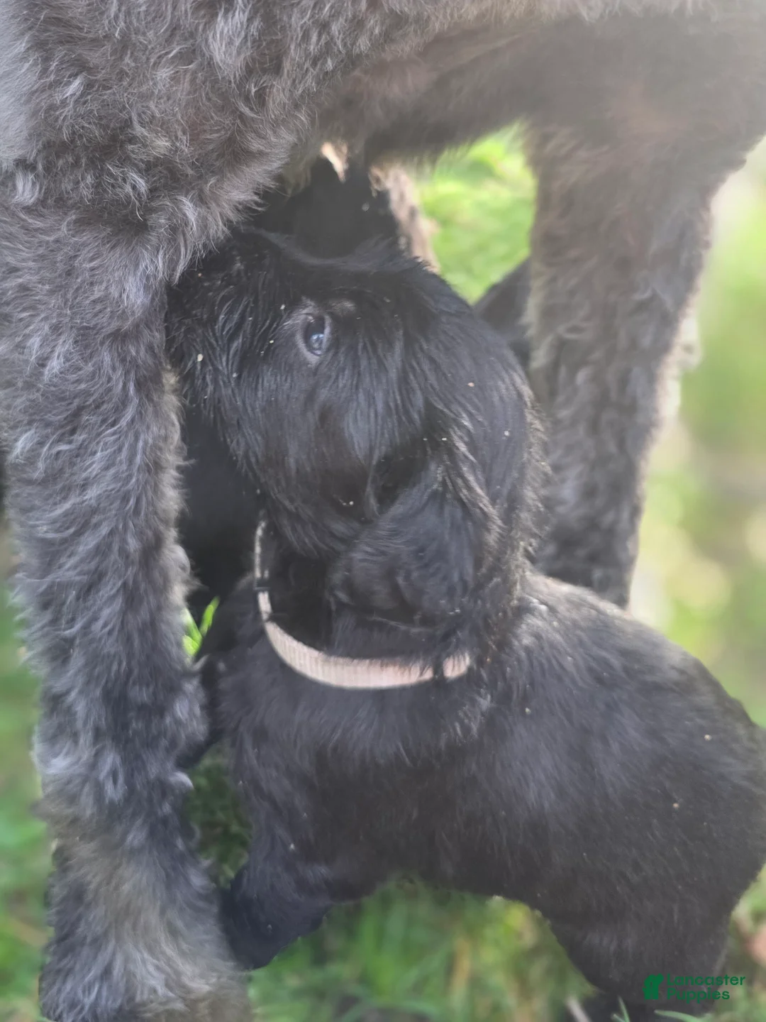Labradoodle dogs for sale: Lady (gray Collar) - Ad 1