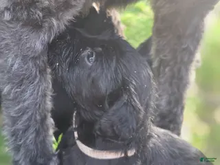 Labradoodle dogs Lady (gray Collar) - Ad 1