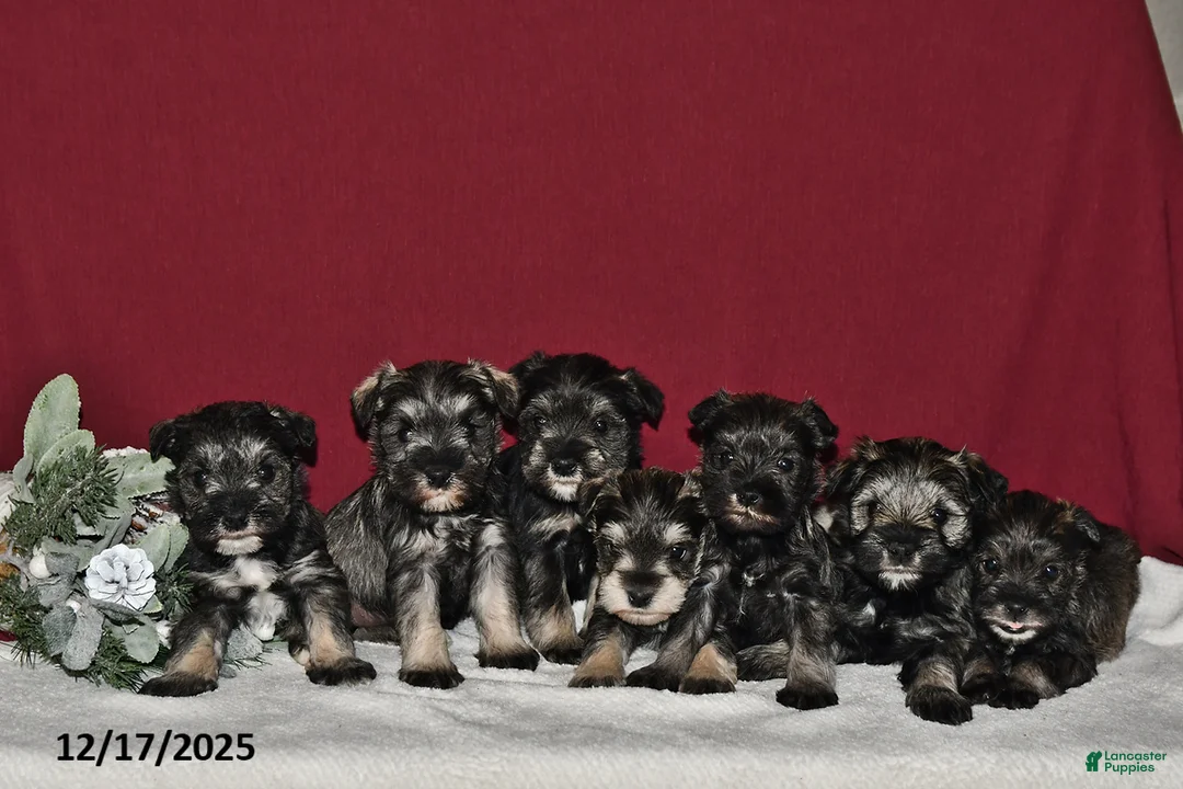 Miniature Schnauzer dogs for sale: Trixie - Ad 5