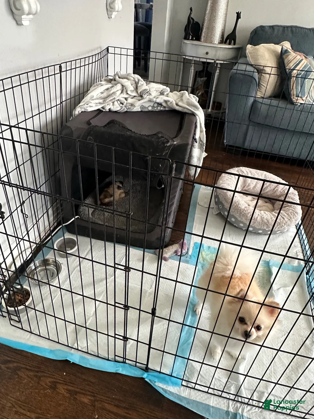 Pomeranian dogs for sale: Pomeranian 1 - Ad 2