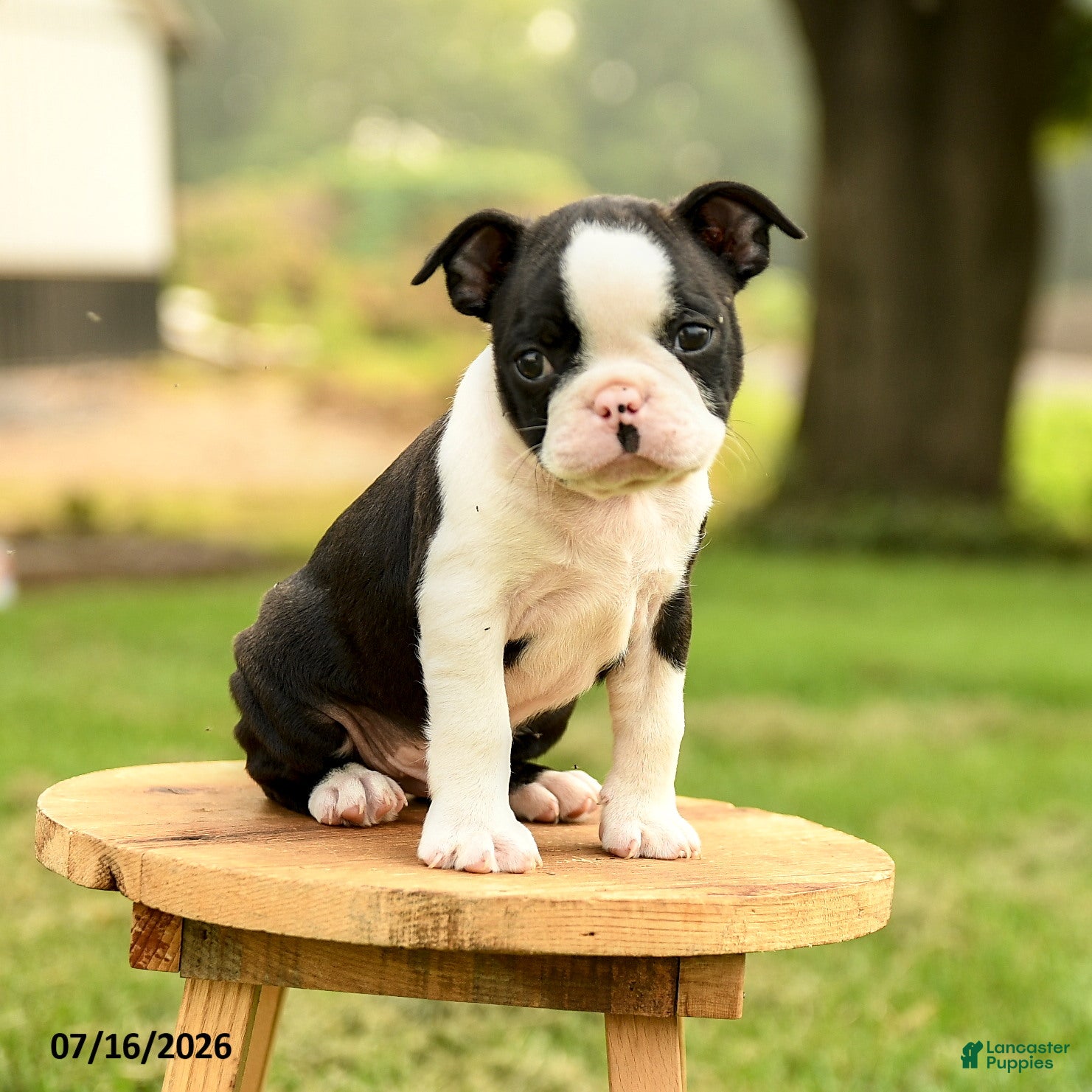Boston Terrier dogs for sale: Brendan - Ad 2