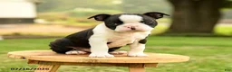 Boston Terrier dogs for sale: Brendan - Ad 1