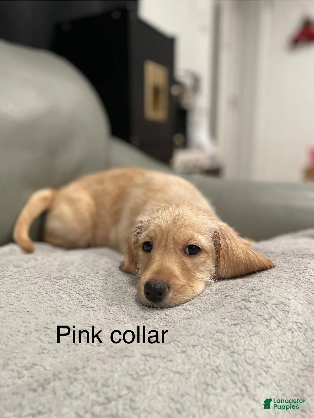 Mixed Breed dogs for sale: Mixed Breed Puppy 2 - Ad 1