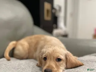 Mixed Breed dogs Mixed Breed Puppy 2 - Ad 16