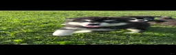 Alaskan Malamute dogs for sale: Alaskan Malamute 1 - Ad 9