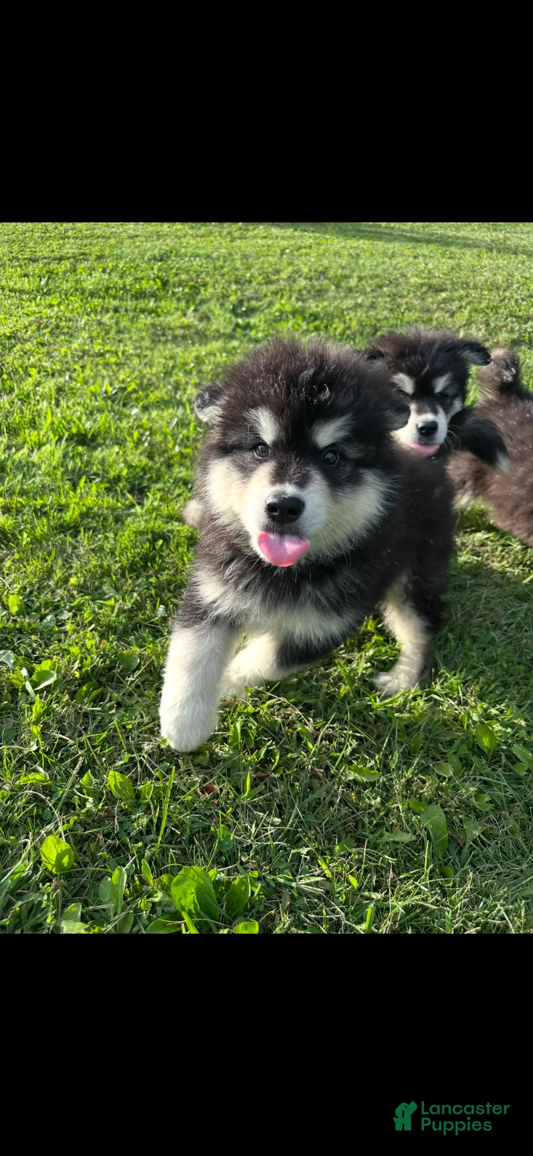 Alaskan Malamute dogs for sale: Alaskan Malamute 1 - Ad 9
