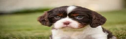 Cavalier King Charles Spaniel dogs for sale: Presley Cavalier King Charles Spaniel  - Ad 3