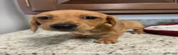 Miniature Dachshund dogs for sale: Winnie  - Ad 3