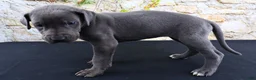 Great Dane dogs for sale: Blue - Ad 9