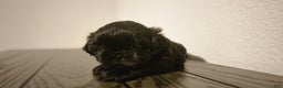 Shih Tzu dogs for sale: CHARLIE, Shih Tzu, Male, 10 weeks, AKC Champion Blood Line - Ad 13
