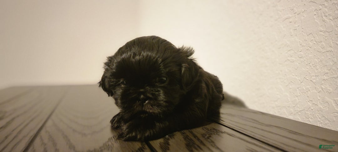 Shih Tzu dogs for sale: CHARLIE, Shih Tzu, Male, 10 weeks, AKC Champion Blood Line - Ad 13