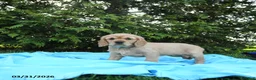 Miniature Golden Retriever dogs for sale: Kitty - Ad 3