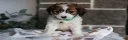 Cavapoo dogs for sale: Maggie - Ad 6