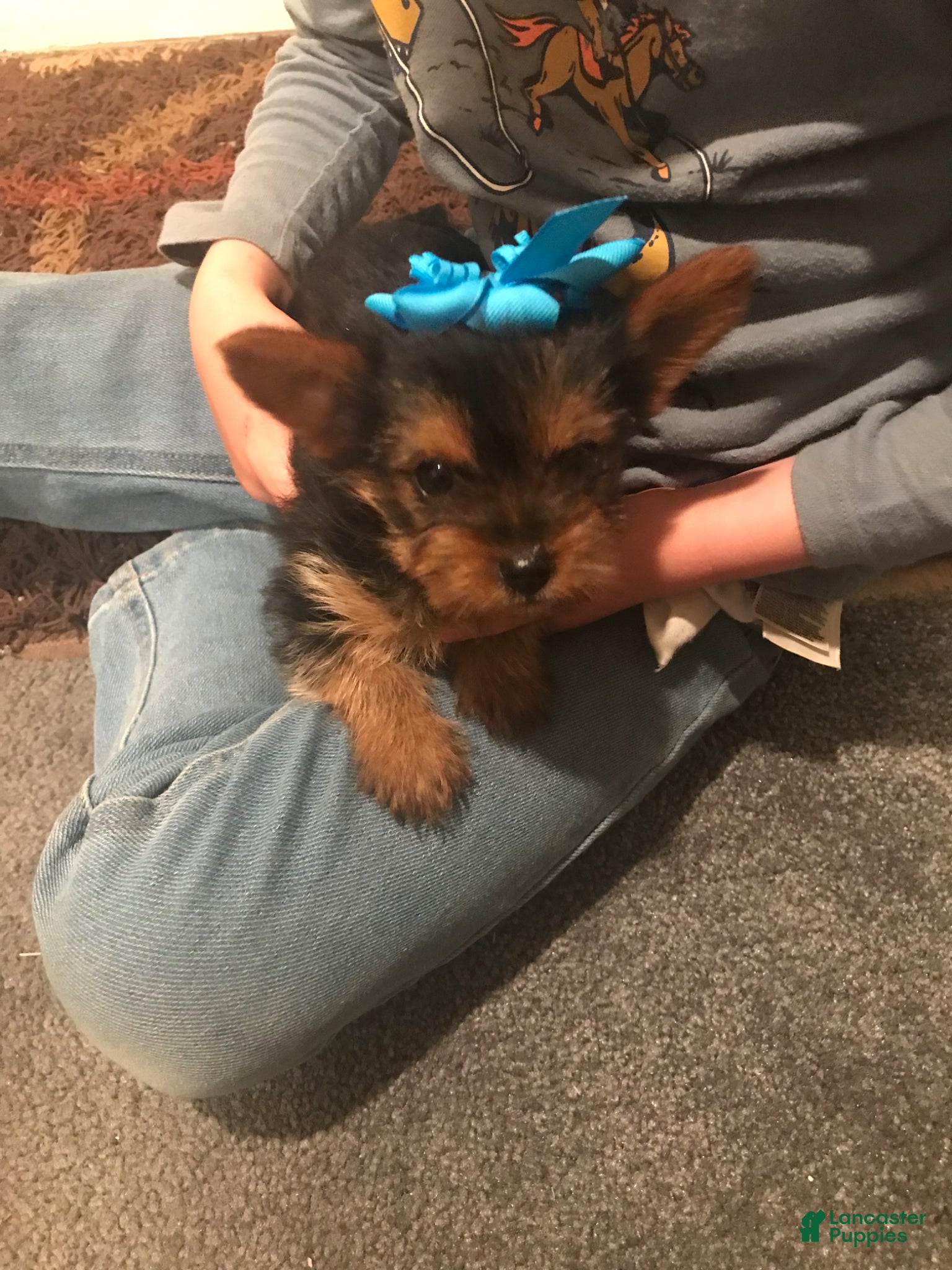 Other breed dogs Other breed Puppy 3 - Ad 3