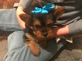 Other breed dogs Other breed Puppy 3 - Ad 3