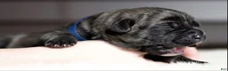 Cane Corso dogs for sale: Black Velvet Abyss Smokey Phantom - Ad 3
