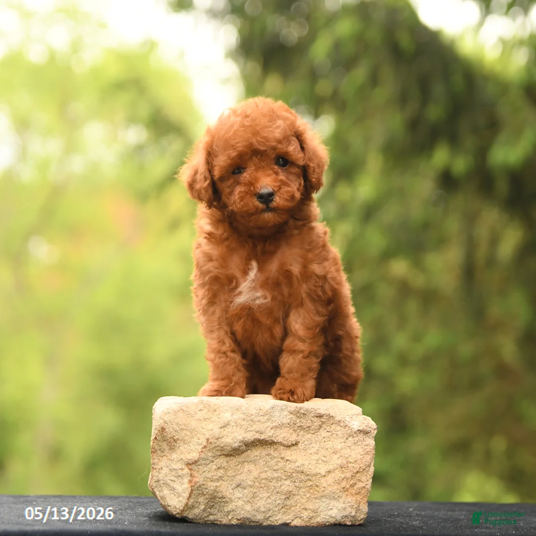 Toy Poodle dogs for sale: Alex - Ad 2