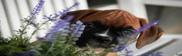 Boxer dogs for sale: Everest - Ad 7