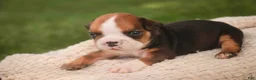 English Bulldog dogs for sale: Rita English Bulldog  - Ad 6