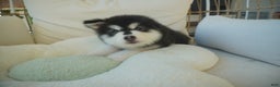 Alaskan Malamute dogs for sale: Xiao Zi - Ad 2