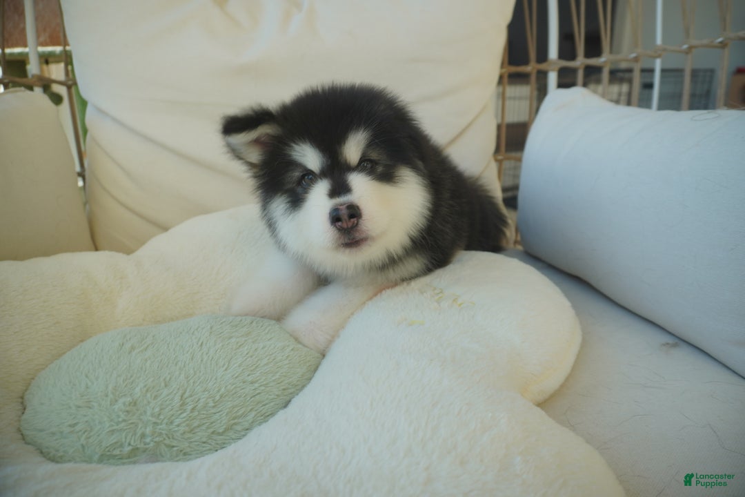 Alaskan Malamute dogs for sale: Xiao Zi - Ad 2