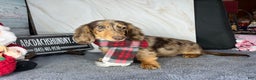 Miniature Dachshund dogs for sale: Miniature Dachshund dapple - Ad 12