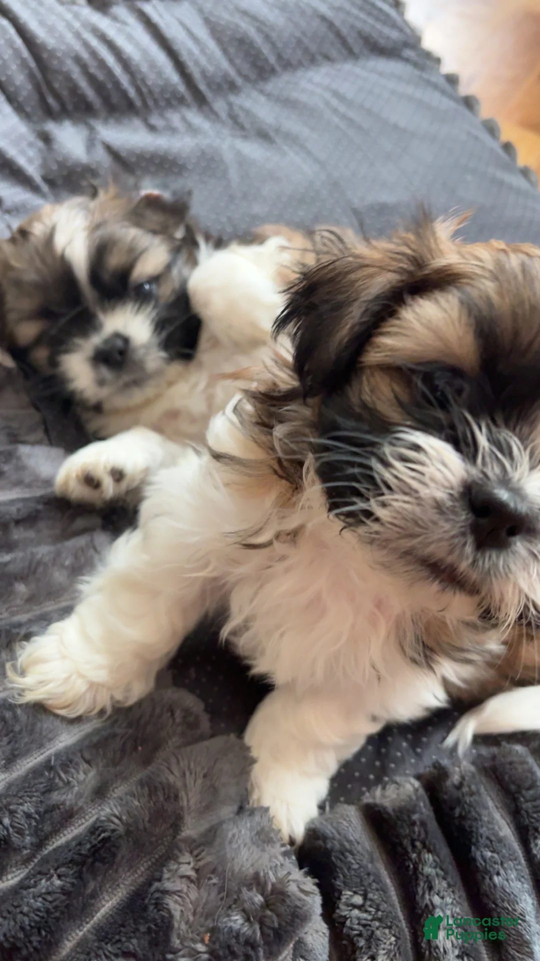 Shih Tzu dogs for sale: Spot - Ad 2