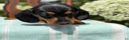 Miniature Dachshund dogs for sale: Lupine - Ad 11