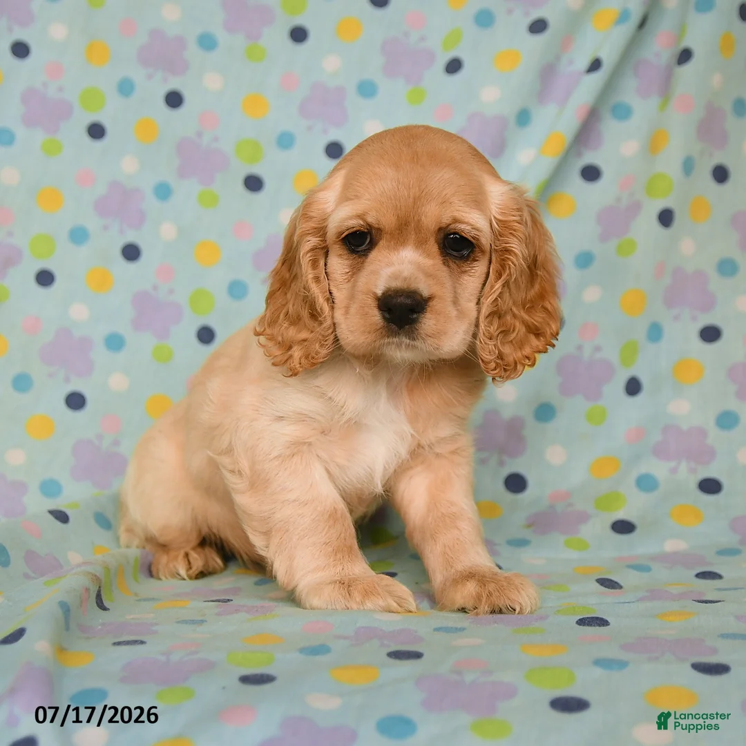 English Cocker Spaniel dogs for sale: Laura - Ad 1