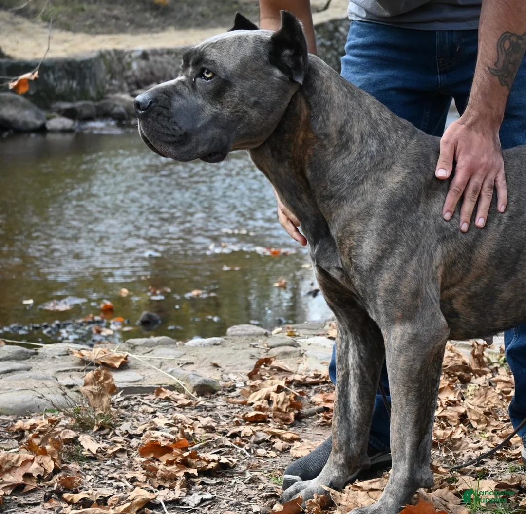 Cane Corso dogs for sale: Davina - Ad 13