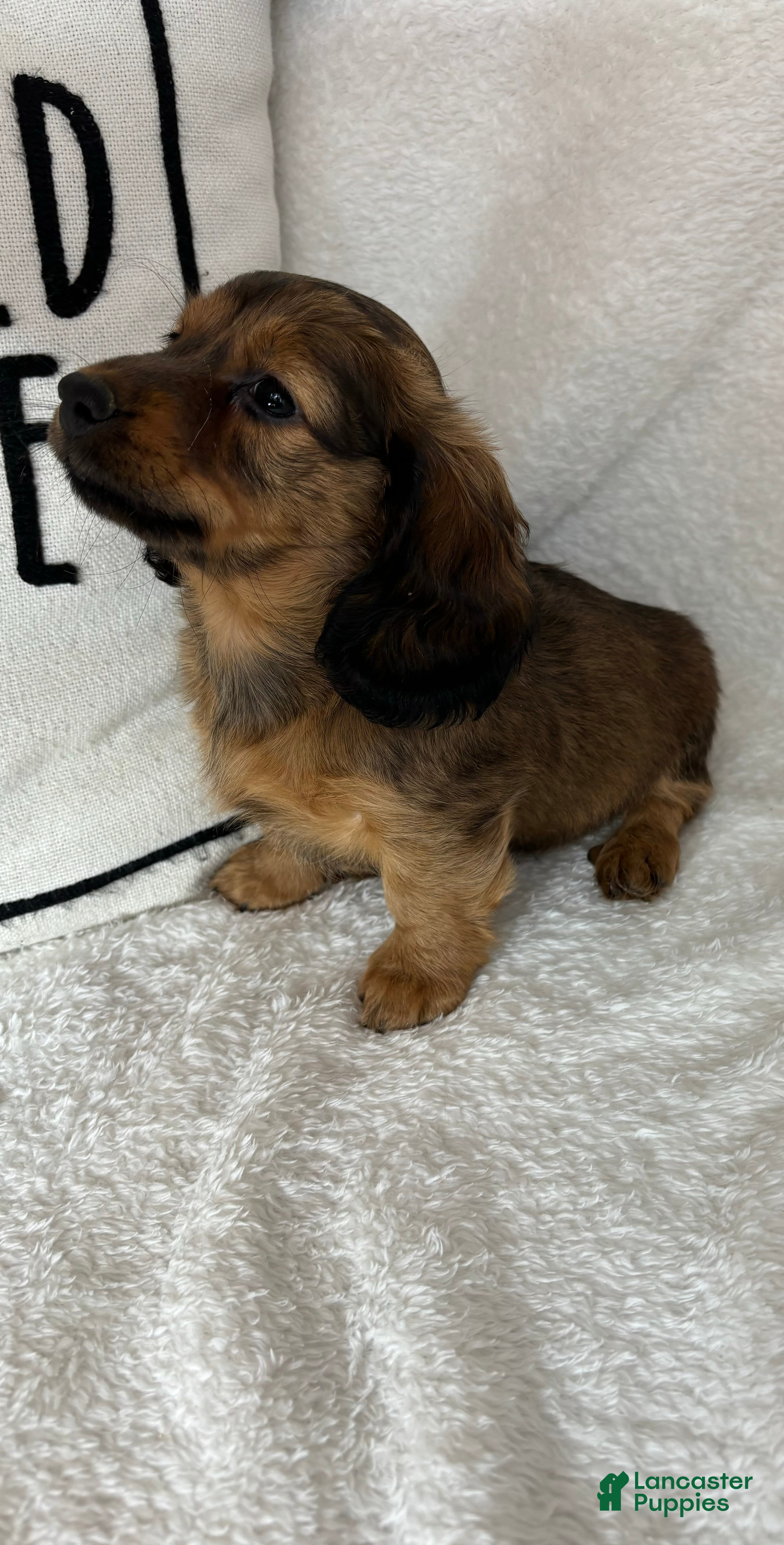 Dachshund dogs Dalton - Ad 28